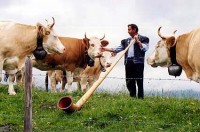 cows and alphorn 200x132 custom Trans Alpine Tour