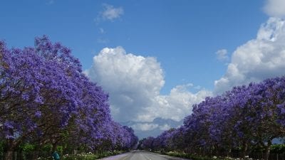 South Africa Driving Tour with Classic Travelling - Jacaranda