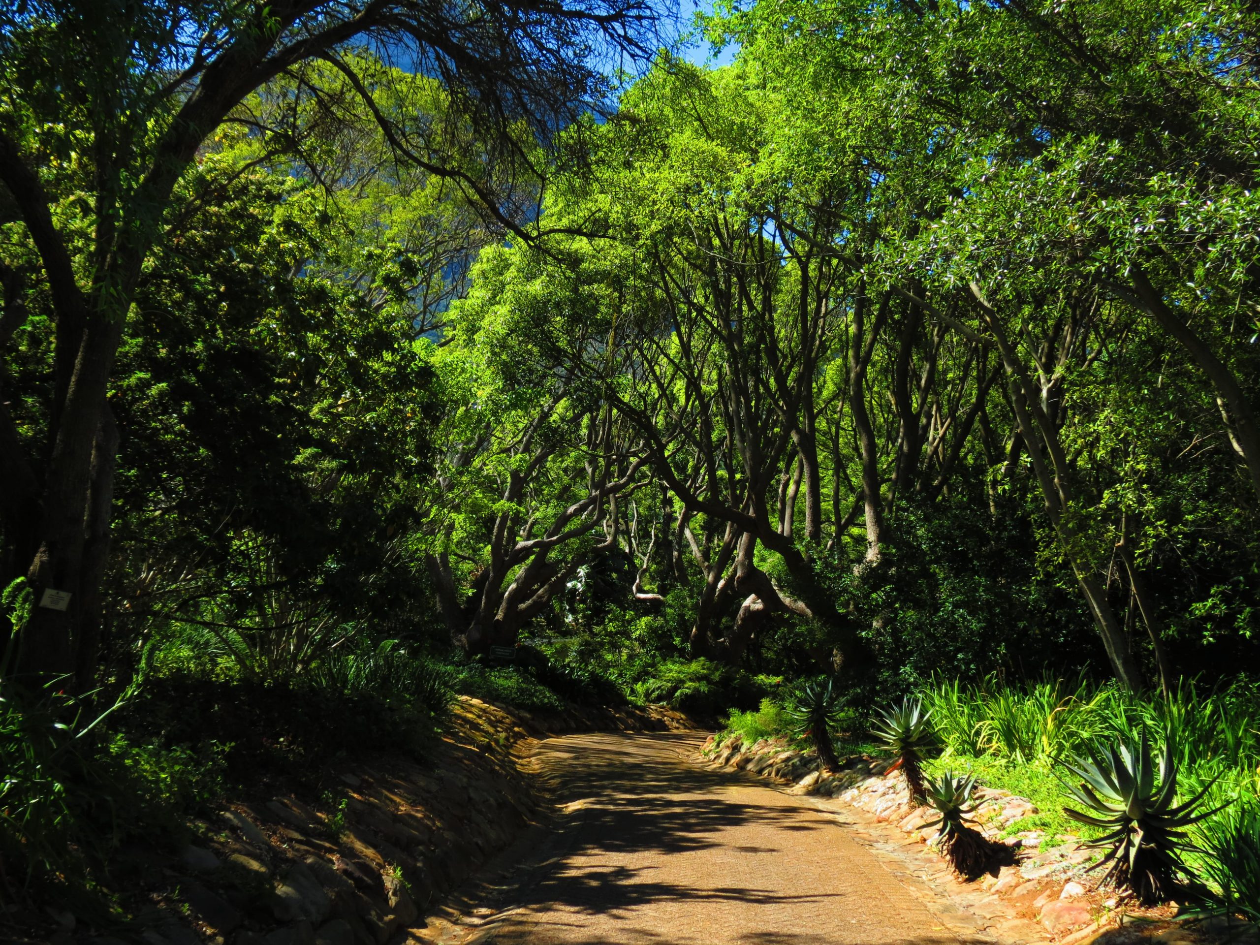 South Africa Driving Tour with Classic Travelling - Kirstenbosch