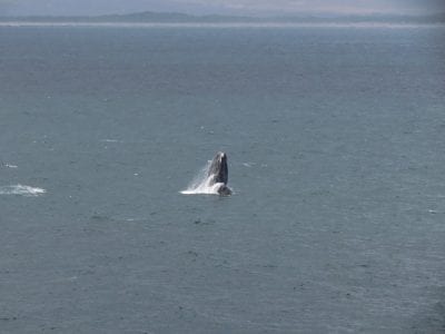 South Africa Driving Tour with Classic Travelling - whale watching