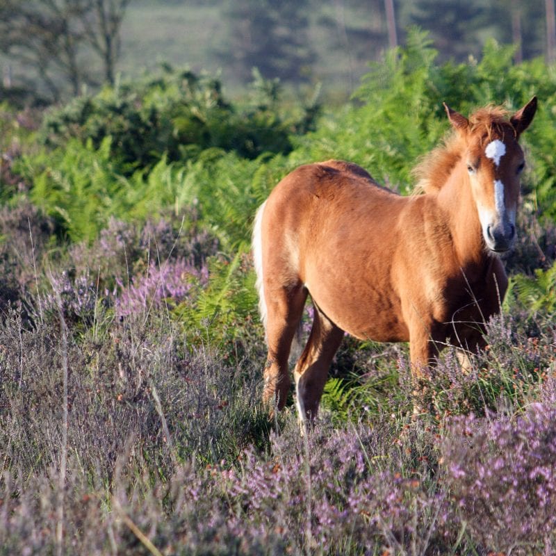 New Forest Foal