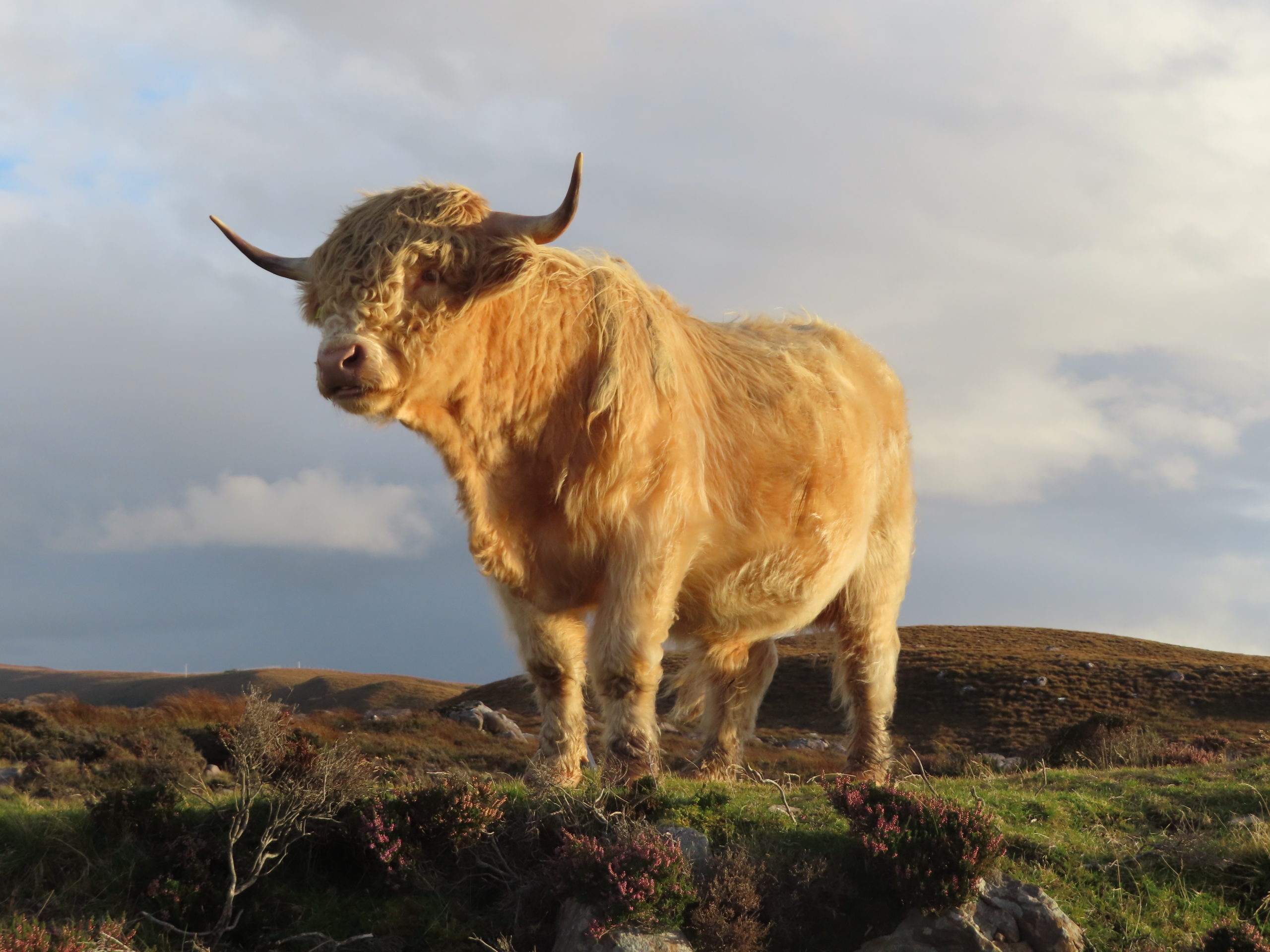 Highland Cow | Motoring Holidays and Scenic Driving Tours | Classic
