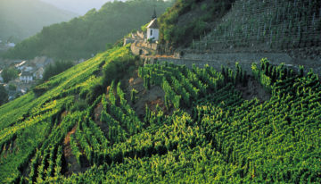 Alsace Vineyard