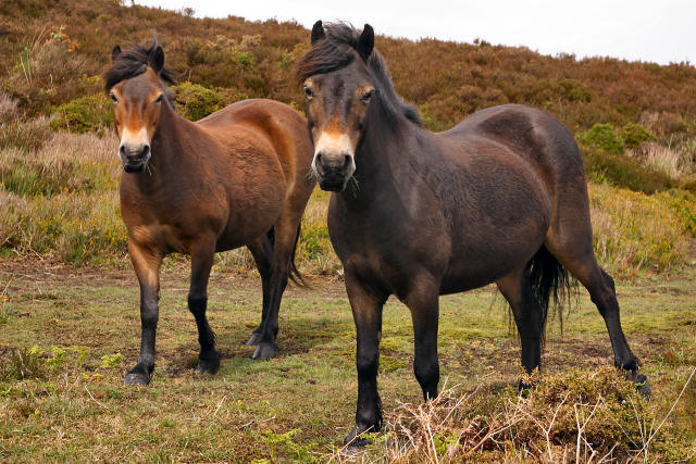 Exmoor Ponies Devon