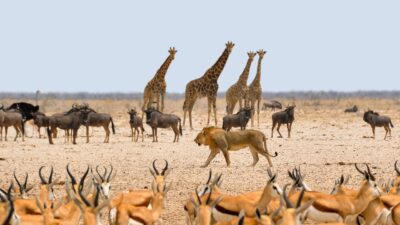 Namibia animals