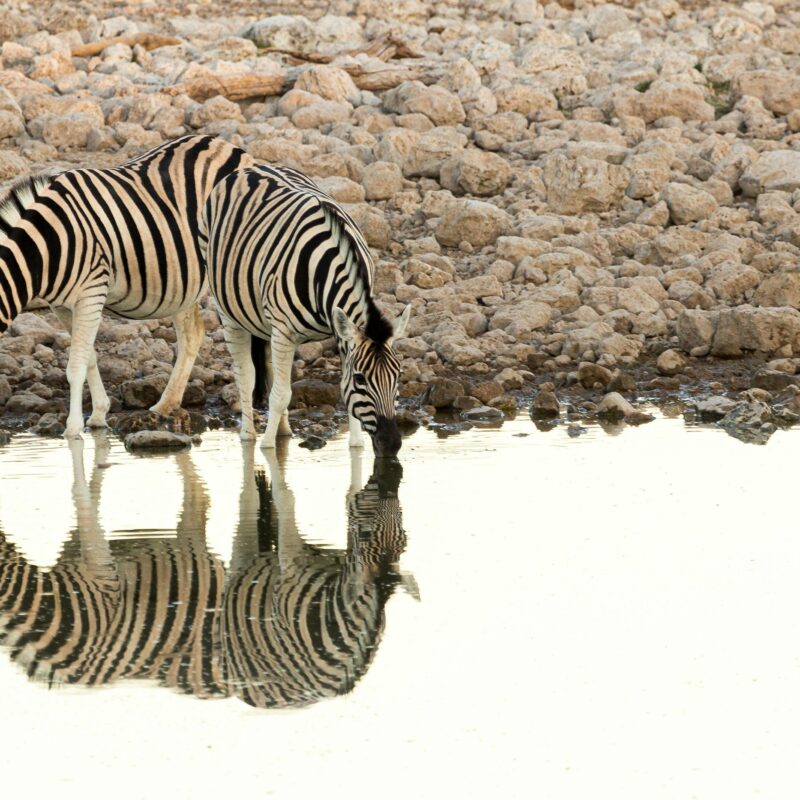 Namibia zebra