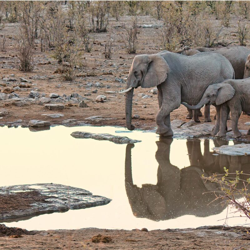 Namibia elephants