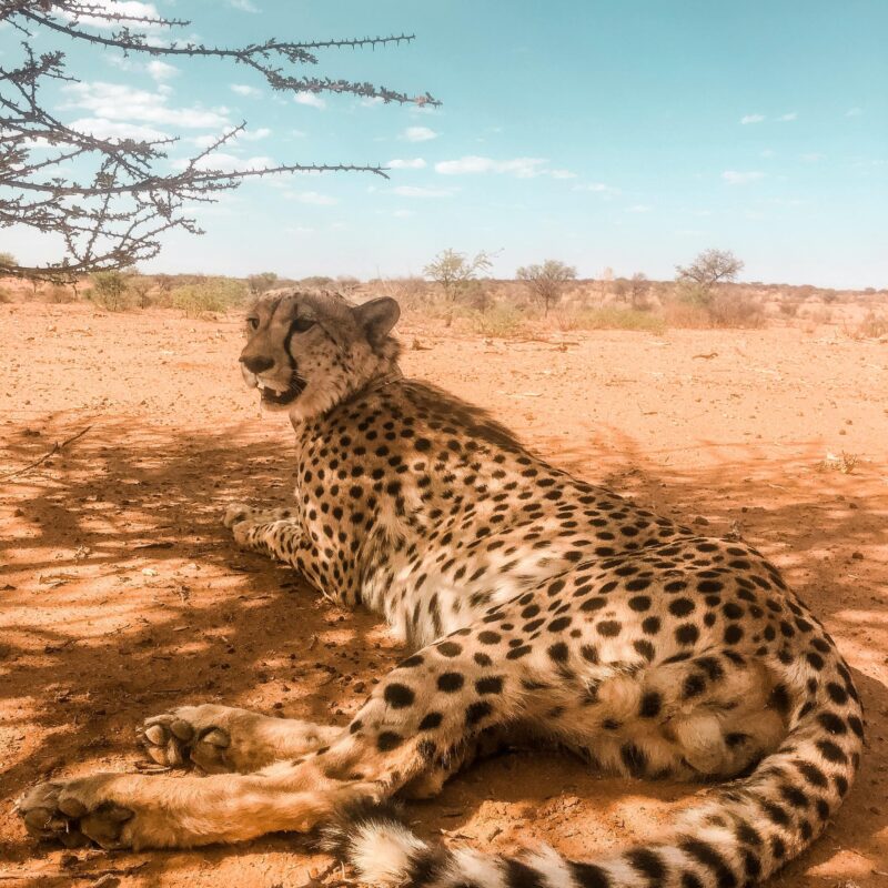 Namibia cheetah