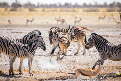 Namibia Zebra