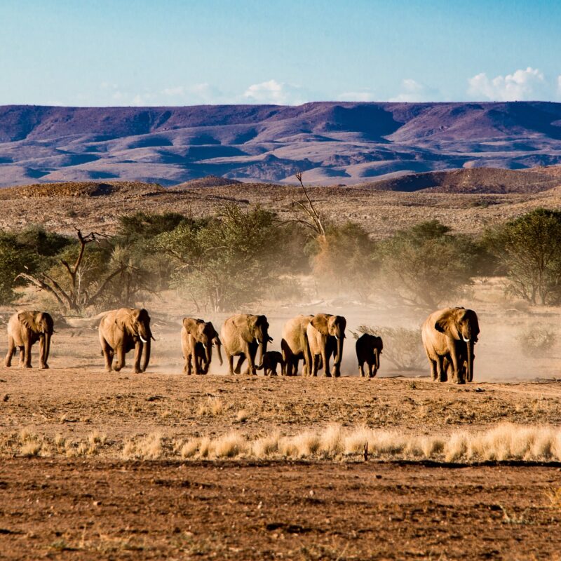 Wild Encounters