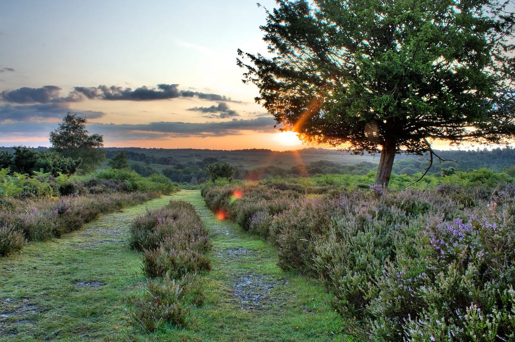 dawn-new-forest-1